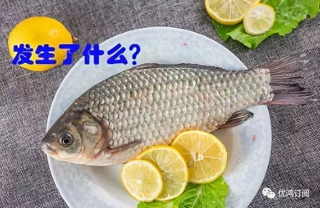 鱼类冷冻储存的时间限制与保鲜原则遵守指南