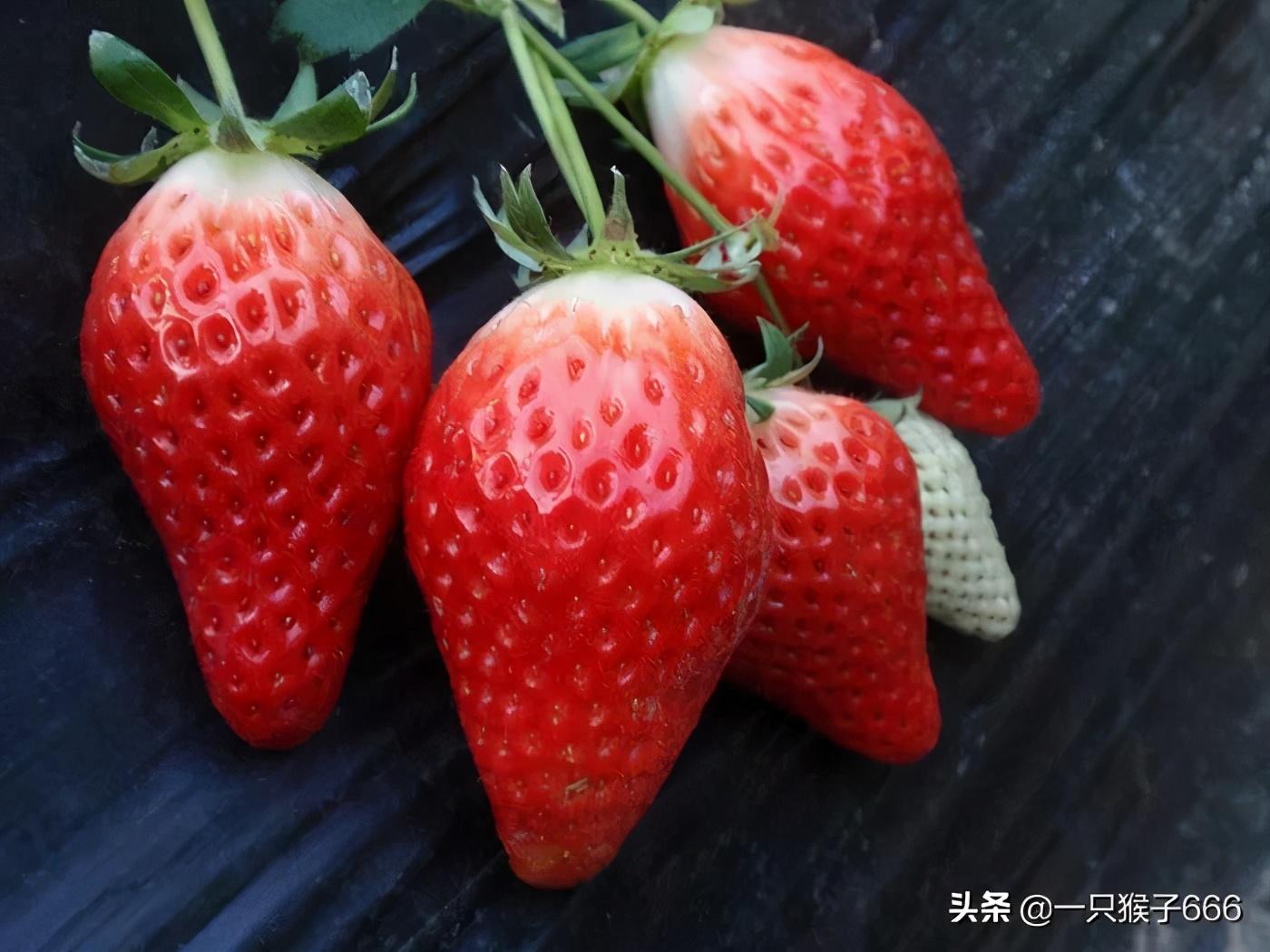 草莓储存秘籍，延长保鲜期的小窍门