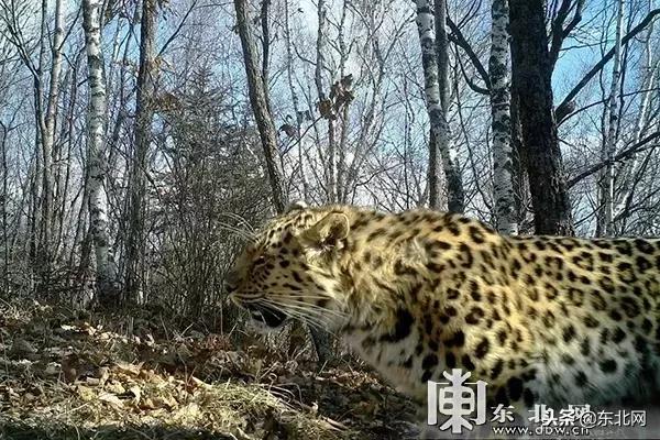 吉林挖机师傅偶遇老虎巡山，惊险与野趣交织的邂逅