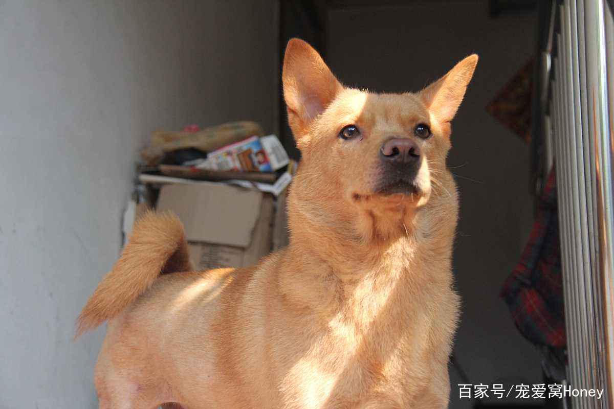 澳门一码一肖一待一中四不像,专业执行方案_顶级版32.628