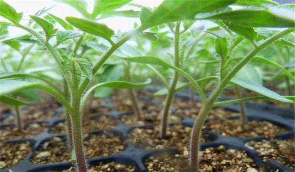 蔬菜储存最佳湿度范围研究探讨
