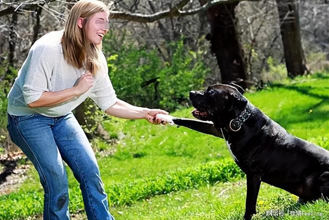女子遭大型犬撕咬，司机紧急鸣笛救援事件